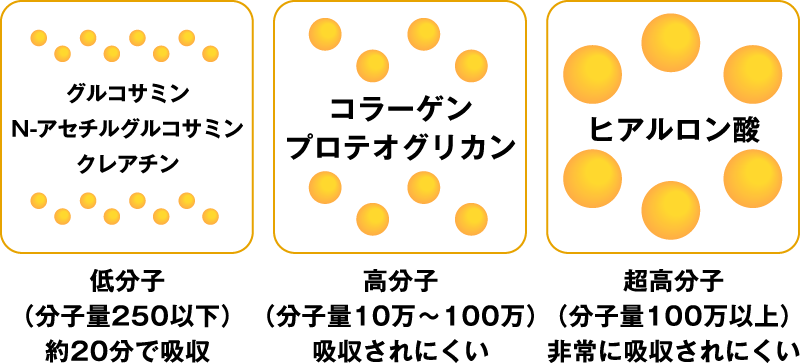 グルコサミン・N-アセチルグルコサミン・クレアチン→低分子（分子量250以下）約20分で吸収、コラーゲン・プロテオグリカン→高分子（分子量10万〜100万）吸収されにくい、ヒアルロン酸→超高分子（分子量100万以上）非常に吸収されにくい