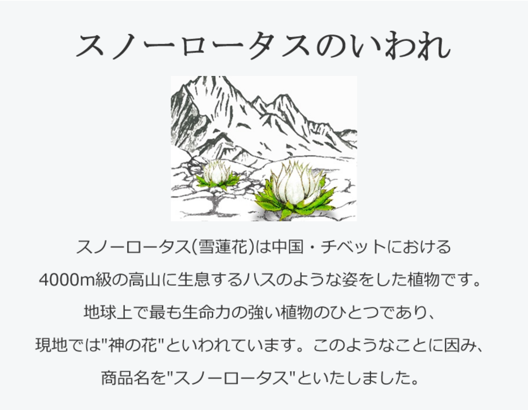 スノーロータスのいわれ。スノーロータス(雪蓮花)は中国・チベットにおける4000m級の高山に生息するハスのような姿をした植物です。地球上で最も生命力の強い植物のひとつであり、現地では”神の花”といわれています。このようなことに因み、商品名を”スノーロータス”といたしました。